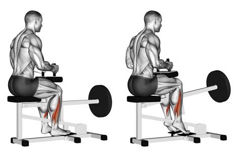Seated Calf Raise (Seated Heel Raise) - KinX Learning - balustradellc