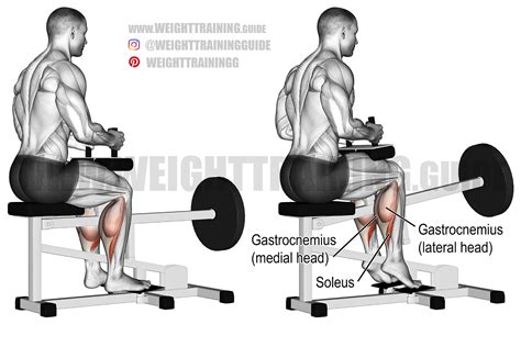 Seated Calf Raise Exercise Form Guide with Video & Pictures - balustradellc