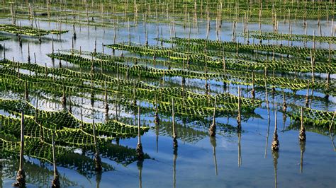 Seaweed Cultivation - Woods Hole Oceanographic Institution - coolestguyplanet.net