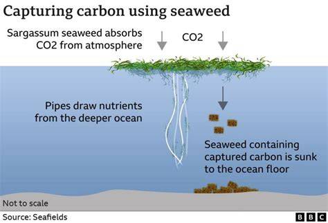Seaweed farming for carbon dioxide capture ... - MIT … - raincitystudios.com