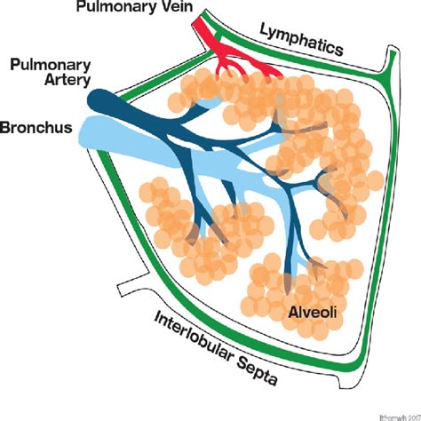 Secondary pulmonary lobule (illustration) - wintechmobiles.com