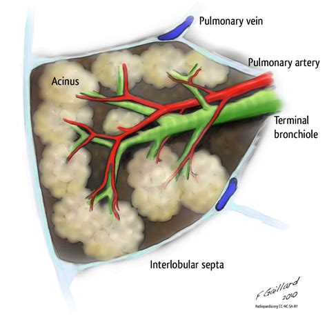 Secondary pulmonary - wintechmobiles.com