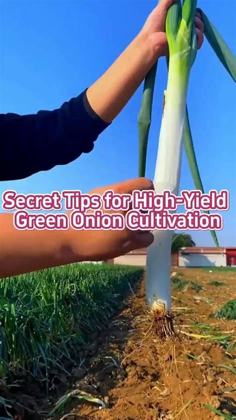 Secret tips for high-yield green onion cultivation. #garden #gardening ... - raincitystudios.com