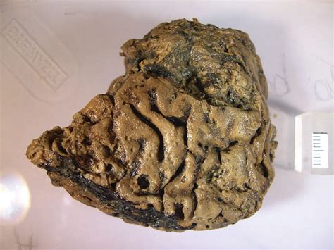 Secrets of the dead: How perfectly preserved brains let us look back in ... - wintechmobiles.com