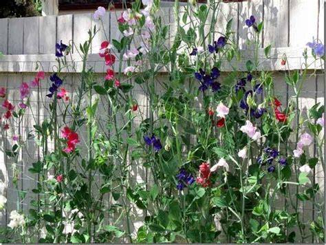Secrets to Growing Sweet Peas as Climbing Plants - raincitystudios.com