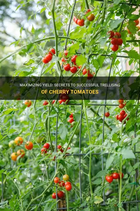 Secrets to Successful Cherry Tomato Gardening: How to Grow Cherry ... - balustradellc