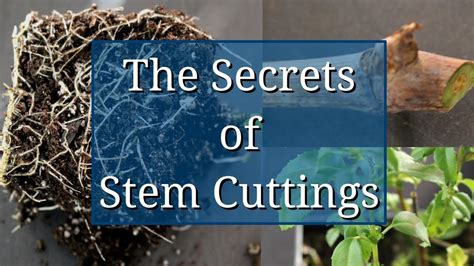 Secrets to Successful Stem Cuttings: A Guide for … - raincitystudios.com
