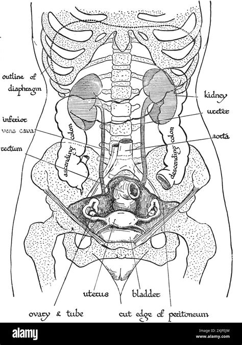 Section A: Black Body & Thermal Radiation Define a Black Body ... - Filo - wintechmobiles.com