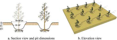 Section and elevation view of pit plantings. Section … - raincitystudios.com