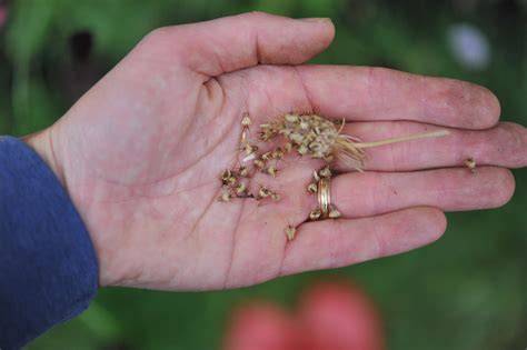 Seed Collecting & Saving — Wild Gardens Nursery - raincitystudios.com