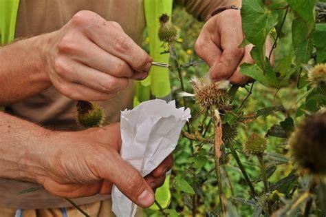 Seed collecting techniques - raincitystudios.com