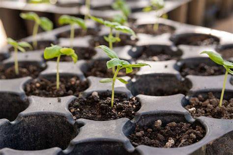 Seed Collection Protocols: Best Practices for … - raincitystudios.com