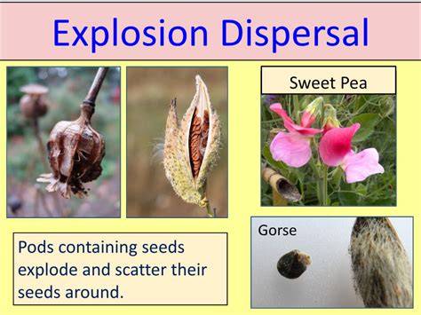 Seed Dispersal - an overview | ScienceDirect Topics - raincitystudios.com