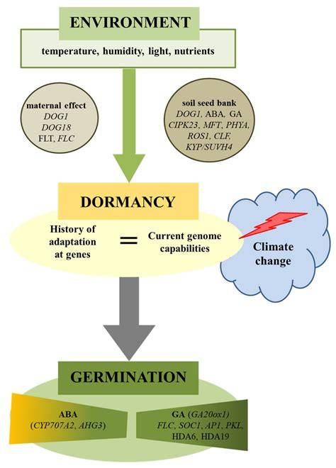 Seed Dormancy and Regulation of Germination - Springer - raincitystudios.com