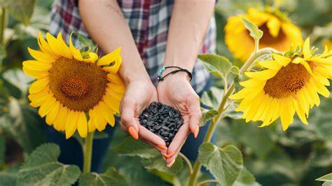 Seed Harvesting - How To Collect Flower Seeds In The … - raincitystudios.com