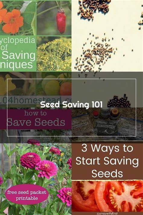 Seed Saving 101- Vegetables - University of Maryland Extension - raincitystudios.com