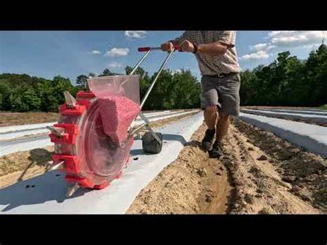 SEEDING DIRECTLY THROUGH PLASTIC MULCH - Acta Hort - raincitystudios.com