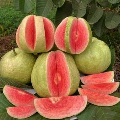 Seedless Guava #farming #chasa #odishafarmer ... - raincitystudios.com