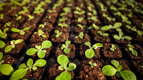Seedling and seedling management of Chinese toon - raincitystudios.com