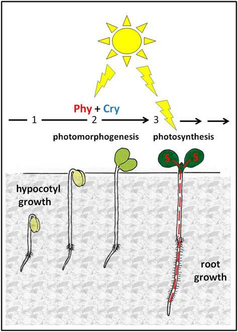Seedling growth and photosynthetic response of … - raincitystudios.com