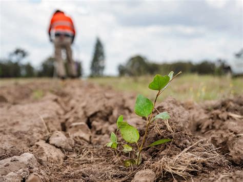 Seedling quality - Center for International Forestry Research - raincitystudios.com
