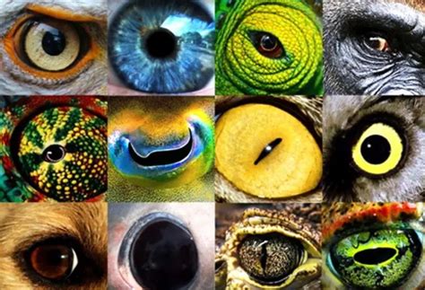 Seeing The World Through Animal Eyes - Hackaday - balustradellc