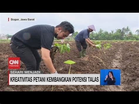 Sehari Menjadi Petani Talas Bogor - balustradellc
