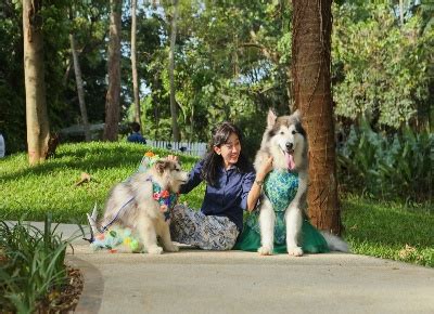 Sehat dan Bahagia Bersama Poodle Kesayangan - balustradellc