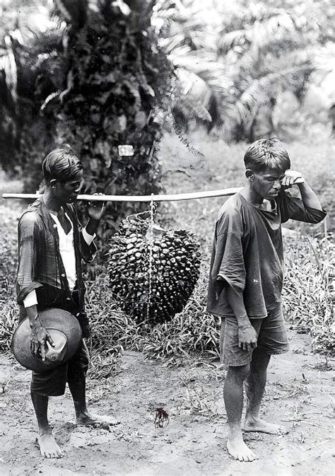 Sejarah kelapa sawit di Indonesia - Wikipedia bahasa … - wintechmobiles.com