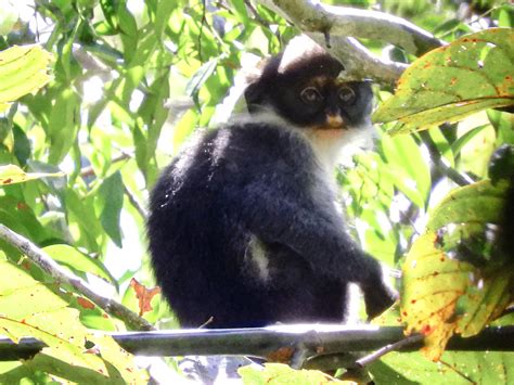 Sejarah Misterius Sang Drakula (1) - Blog Firman - balustradellc