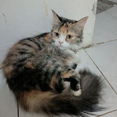 Sejarah senjata api abad-17 | cicongg - wintechmobiles.com