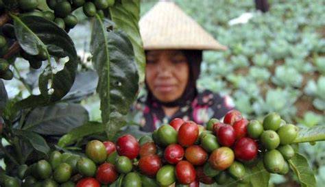 Sejarah Singkat Budidaya Kopi - raincitystudios.com