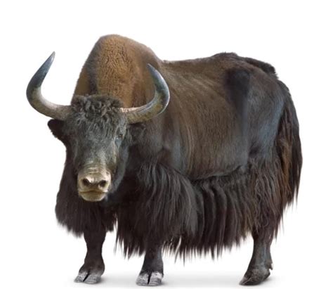 Sejenis Sapi Ditibet Himalaya Asia Tengah - Jawaban TTS - Kunci TTS - balustradellc