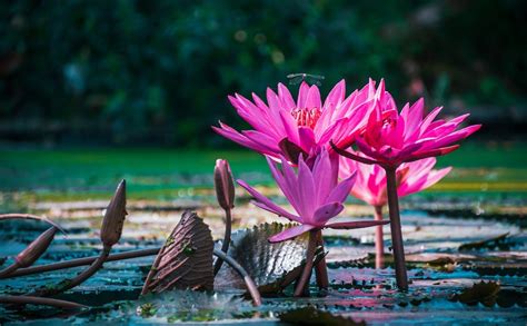 Sekar Tunjung – Filosofi Bunga Teratai - Dewi Sundari - balustradellc