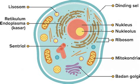 Sel Dalam Tubuh Manusia - muktibox.com