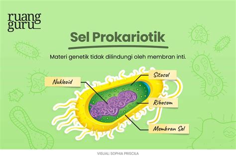 Sel Tubuh - muktibox.com