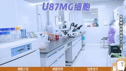 Sel U87MG - muktibox.com