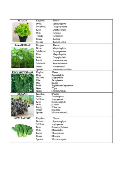 Selada (tumbuhan) - Wikipedia bahasa Indonesia, … - balustradellc
