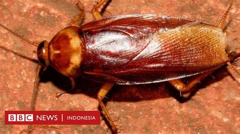 Selama ini kita nganggep kecoa itu serangga paling jorok... tapi ... - wintechmobiles.com