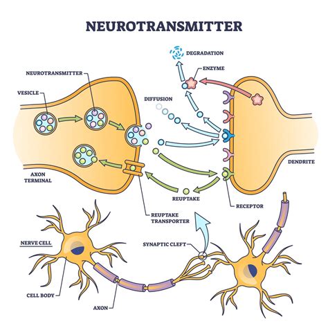 Select the neurotransmitter involved in obsessive-compulsive disorder ... - wintechmobiles.com
