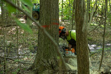 Selective Cutting: The Best Timber Harvesting Method - raincitystudios.com