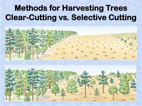 Selective Cutting vs Clear Cutting - raincitystudios.com