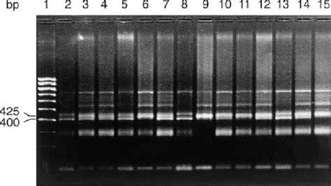 Selective genotyping of the RILs used in bulked - raincitystudios.com