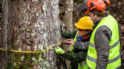 Selective Logging Benefits | Ecochoice - raincitystudios.com