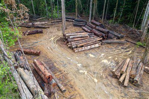 Selective Logging - an overview | ScienceDirect Topics - raincitystudios.com