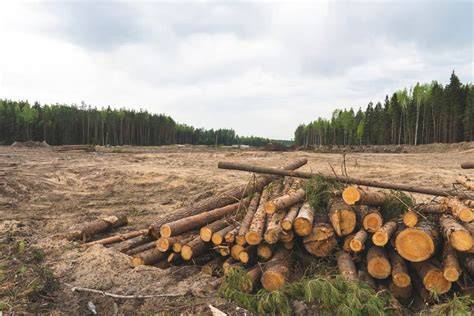 Selective logging technology: machines that protect forest ecosystems - raincitystudios.com