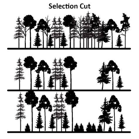 Selective vs Selection Cutting: Mind the Difference - raincitystudios.com
