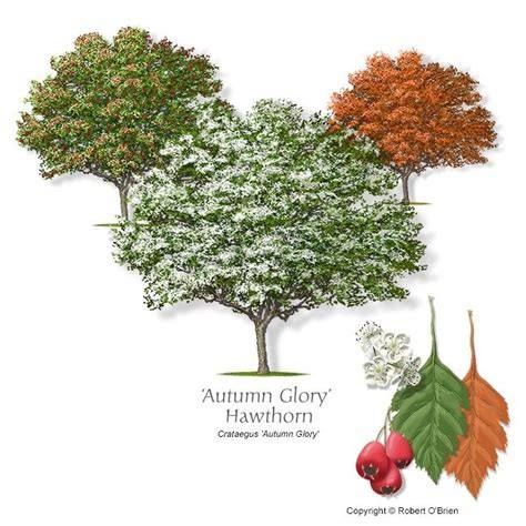 SelecTree: A Tree Selection Guide - Cal Poly - raincitystudios.com