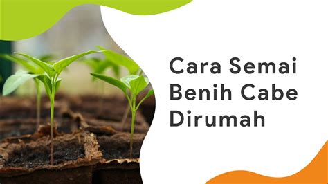 Semai cabe praktis #Reel #Fyp #Tipskebun #Cabe - balustradellc