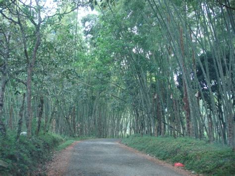 Sendirian Menyusuri Jalan Sepi di Tengah Hutan - balustradellc